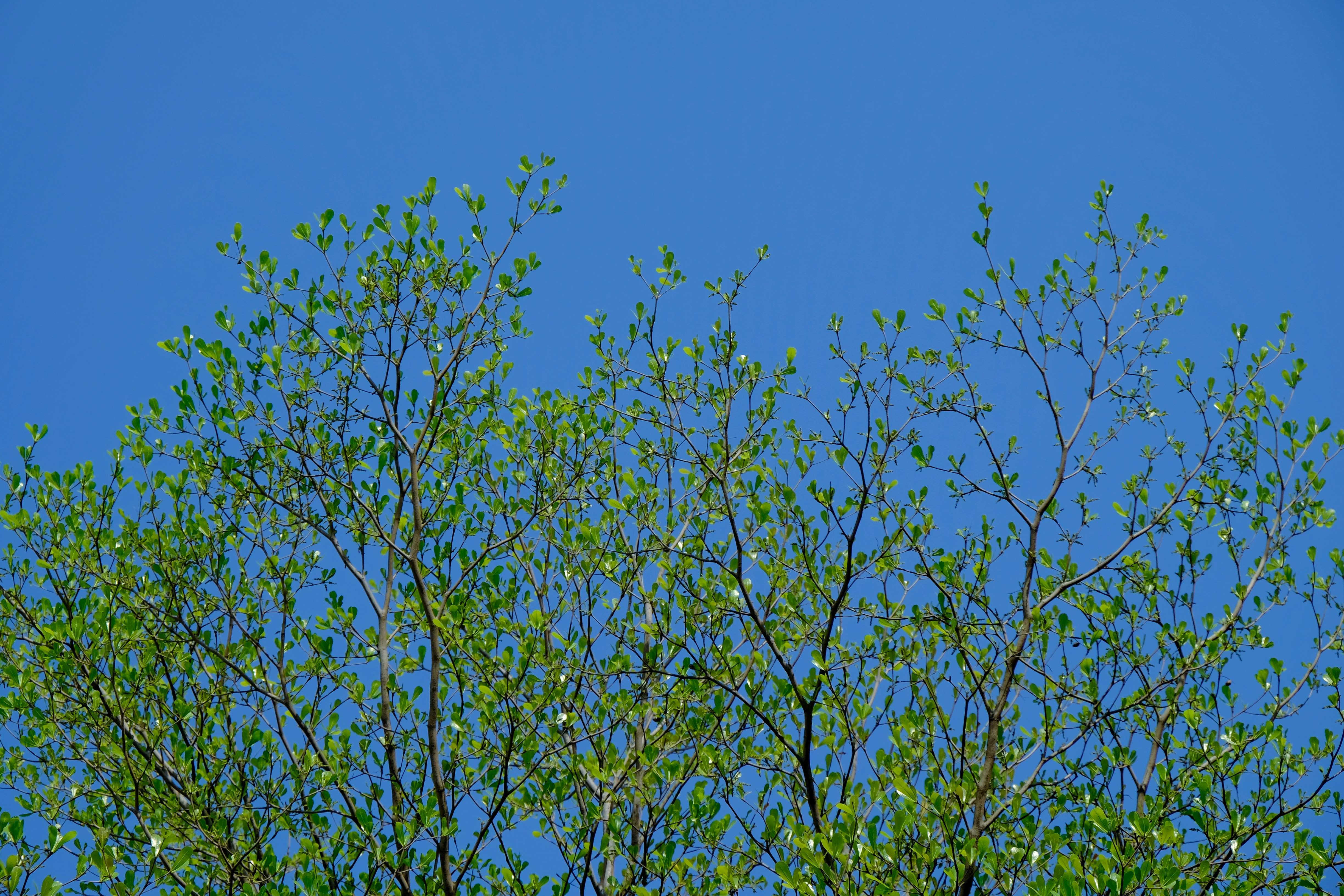 Vue vers la cime d'un arbre aux branches fines et délicates feuilles vertes se découpant sur un ciel bleu pur, symbolisant la clarté mentale, la déconnexion et l'apaisement du stress par le micro-massage crânien chez Un Souffle d’Art-Mot-Ni.