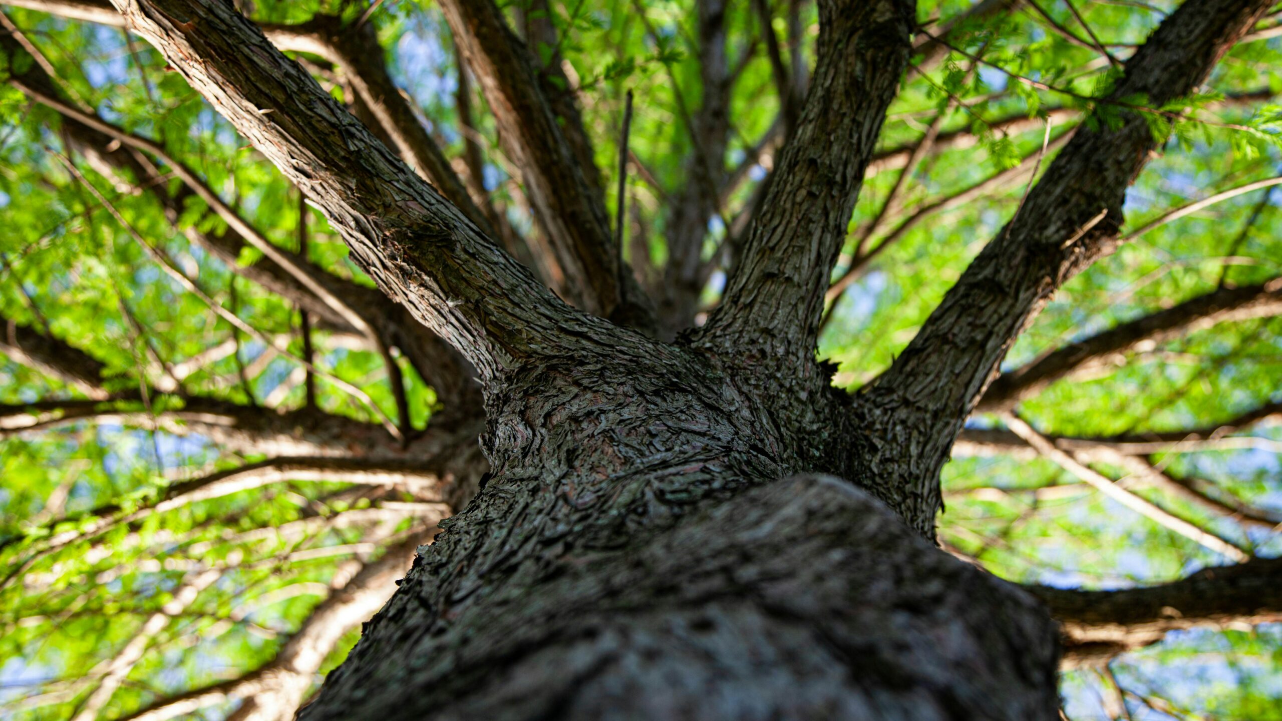 Vue en contre-plongée depuis le tronc robuste d'un arbre s'élevant vers un feuillage vert lumineux, symbolisant l'alignement, le recentrage et le déploiement intérieur lors du Soin Signature Résonance et Retour à Soi chez Un Souffle d’Art-Mot-Ni. »