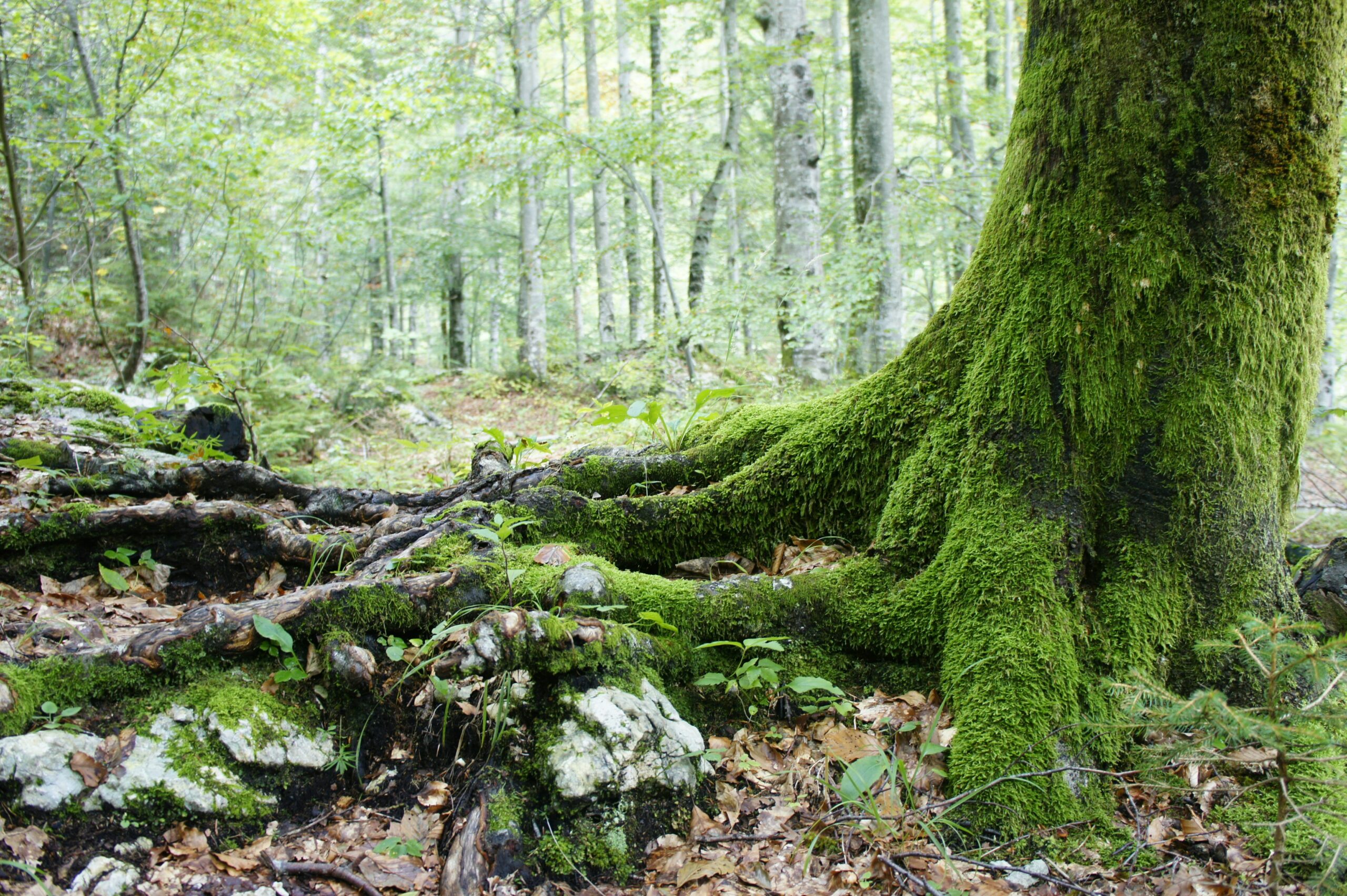 Vue verticale des racines puissantes d'un grand arbre recouvertes d'une mousse verte et lumineuse en forêt, symbolisant l'ancrage profond, la détente du corps et la relance énergétique par la réflexologie plantaire thaï chez Un Souffle d’Art-Mot-Ni