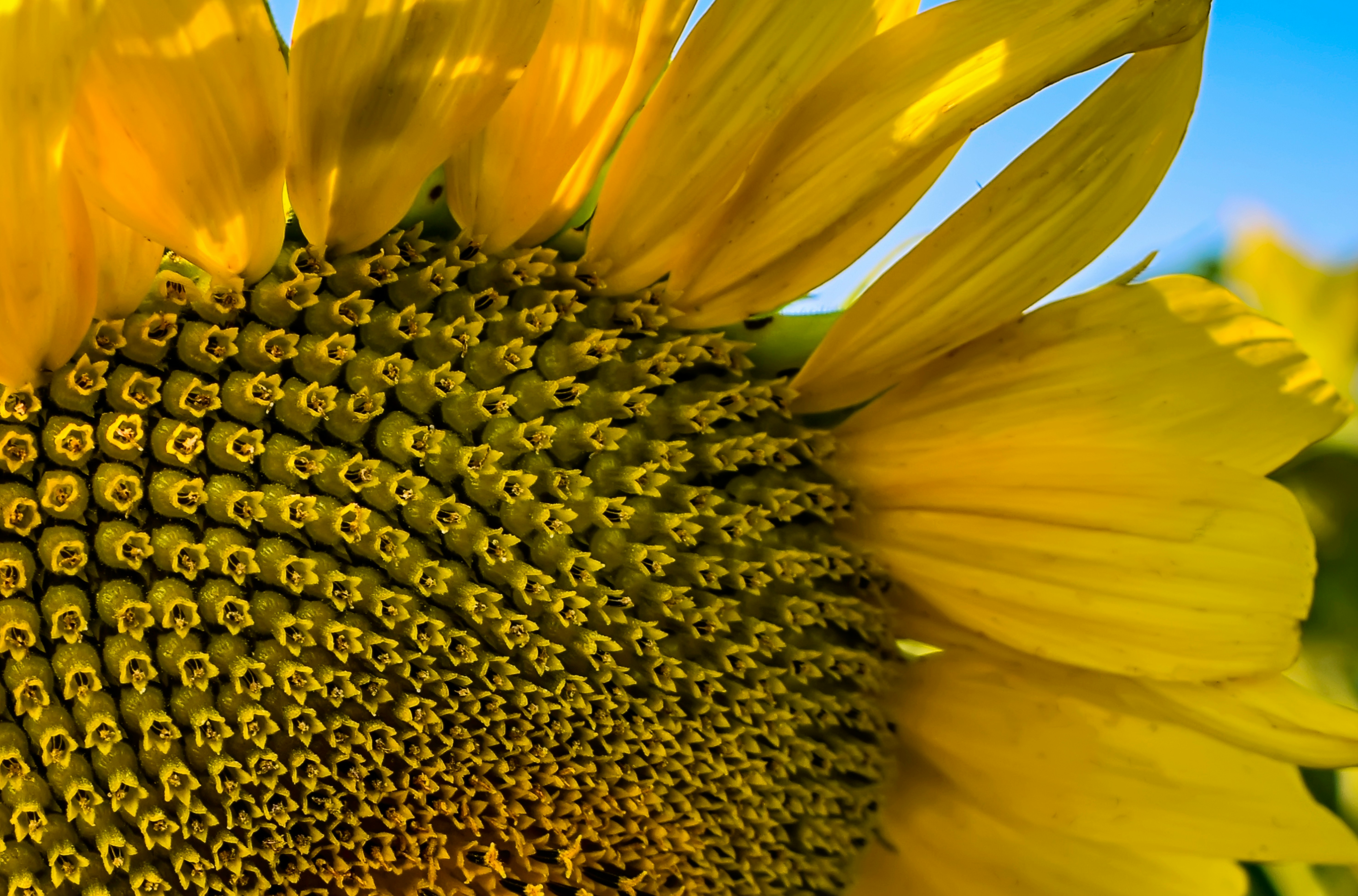 Gros plan géométrique et lumineux sur le cœur d'un tournesol et ses graines en formation, symbolisant la précision de la cartographie réflexe et la régulation naturelle par l'auriculothérapie chez Un Souffle d’Art-Mot-Ni.