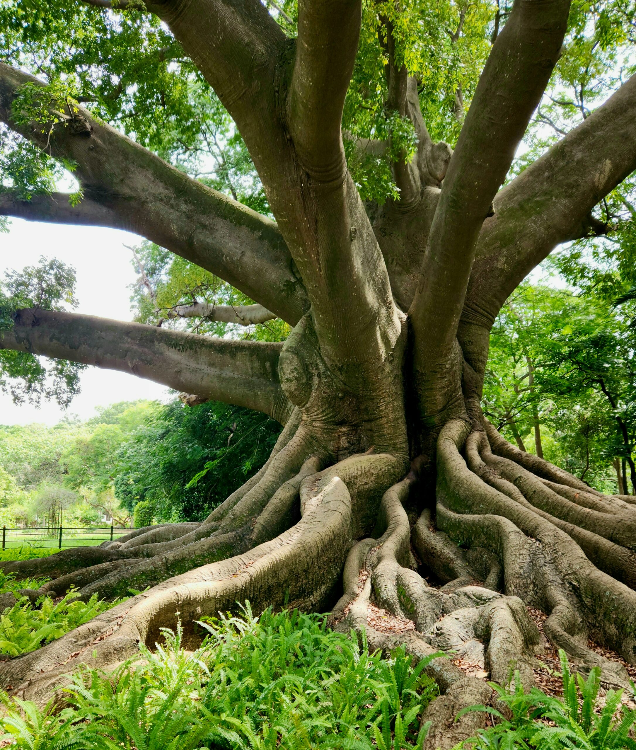 Grand arbre majestueux aux racines profondément ancrées et aux branches déployées, symbolisant l'accompagnement thérapeutique des profils atypiques, la neurodivergence et les soins corporels énergétiques chez Un Souffle d’Art-Mot-Ni